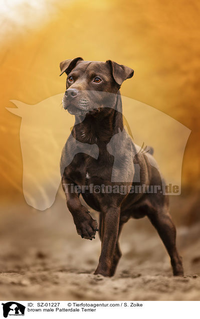 brown male Patterdale Terrier / SZ-01227
