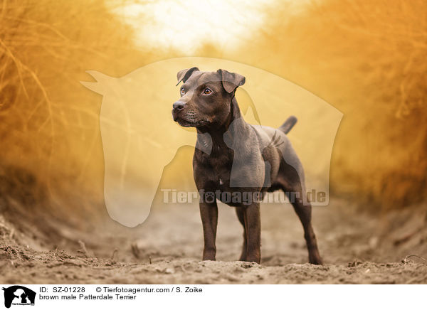 brown male Patterdale Terrier / SZ-01228