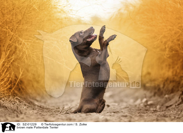 brown male Patterdale Terrier / SZ-01229
