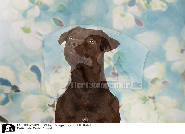 Patterdale Terrier Portrait / HBO-02829