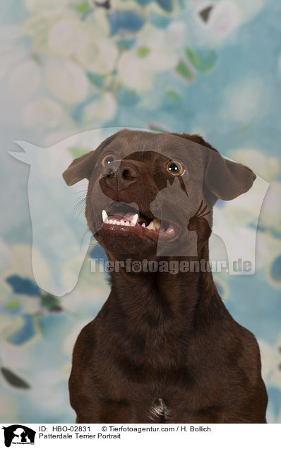 Patterdale Terrier Portrait / HBO-02831