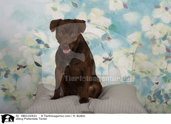 sitting Patterdale Terrier / HBO-02833