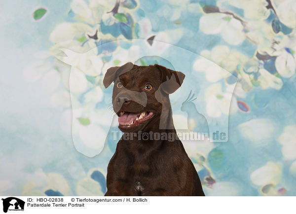 Patterdale Terrier Portrait / HBO-02838