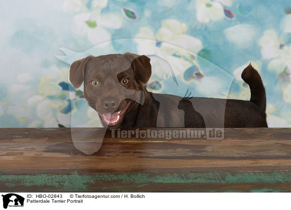 Patterdale Terrier Portrait / HBO-02843