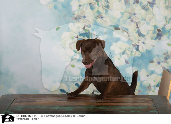 Patterdale Terrier / HBO-02844