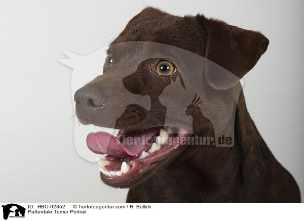 Patterdale Terrier Portrait / HBO-02852