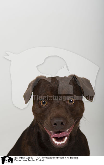 Patterdale Terrier Portrait / HBO-02853