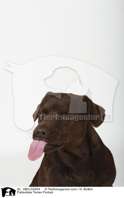 Patterdale Terrier Portrait / HBO-02854