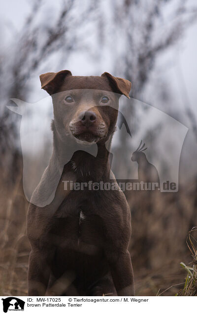 brown Patterdale Terrier / MW-17025