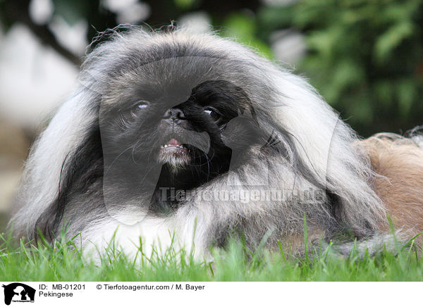 Pekingese / MB-01201