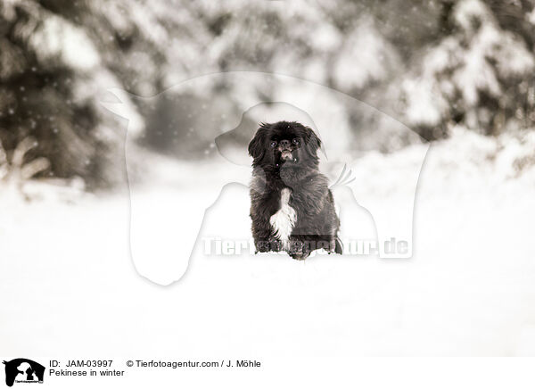 Pekinese in winter / JAM-03997