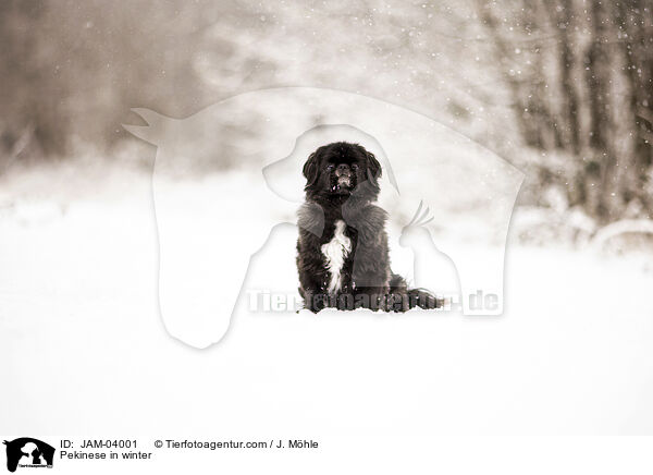Pekinese in winter / JAM-04001