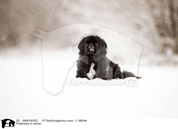 Pekinese in winter / JAM-04002