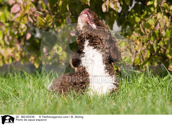 Perro de aqua espanol / BD-00536