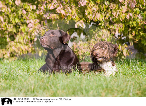 Labrador & Perro de aqua espanol / BD-00538