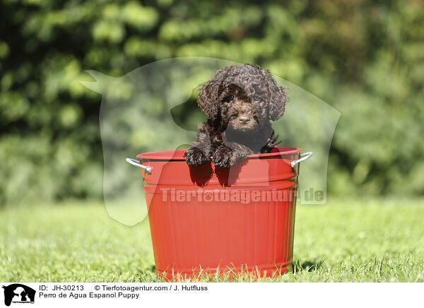 Perro de Agua Espanol Puppy / JH-30213