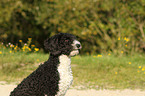 Perro de Agua Espanol Portrait