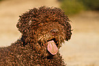 Perro de Agua Espanol Portrait