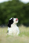 Perro de Agua Espanol Puppy