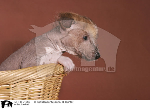 in the basket / RR-04368