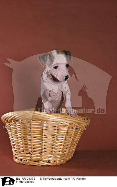 in the basket / RR-04375