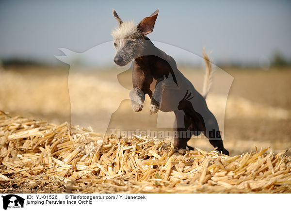 springender Peruanischer Nackthund / jumping Peruvian Inca Orchid / YJ-01526