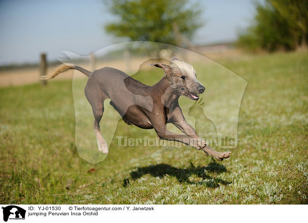 springender Peruanischer Nackthund / jumping Peruvian Inca Orchid / YJ-01530