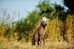 sitting Peruvian hairless dog