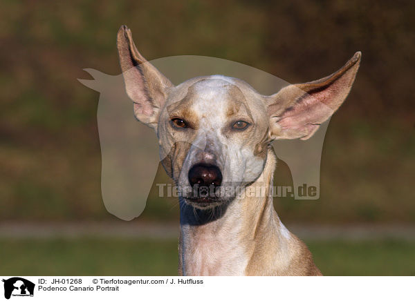 Podenco Canario Portrait / JH-01268