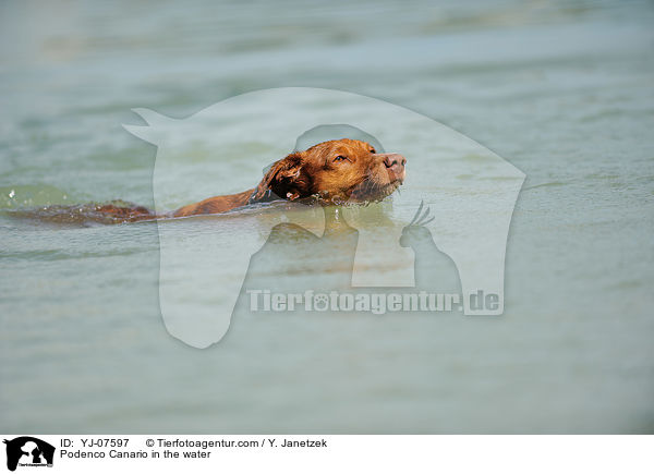 Podenco Canario in the water / YJ-07597