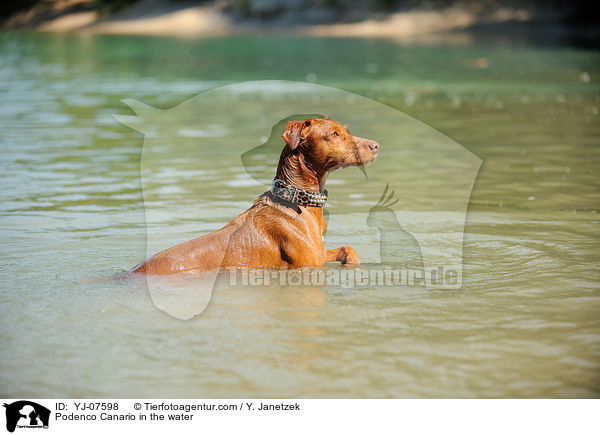 Podenco Canario in the water / YJ-07598