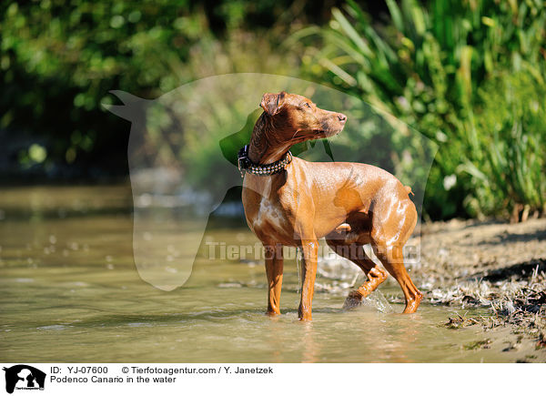 Podenco Canario in the water / YJ-07600