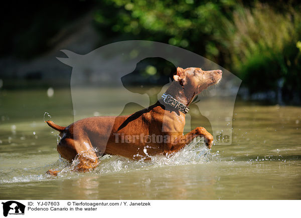 Podenco Canario in the water / YJ-07603