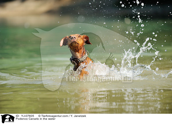 Podenco Canario in the water / YJ-07605
