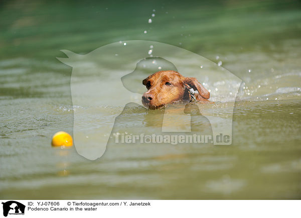 Podenco Canario in the water / YJ-07606