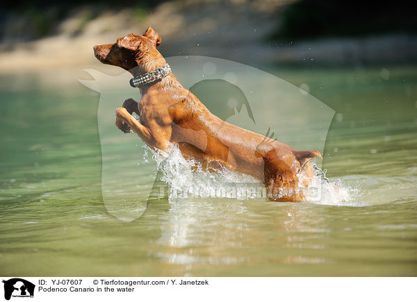 Podenco Canario in the water / YJ-07607