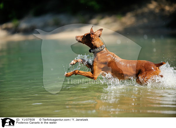 Podenco Canario in the water / YJ-07608