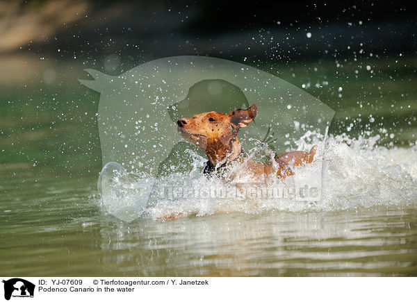 Podenco Canario in the water / YJ-07609
