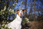 four year old Podenco Ibicenco