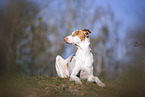 four year old Podenco Ibicenco