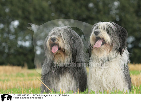 Polish Lowland Sheepdogs / KMI-01793