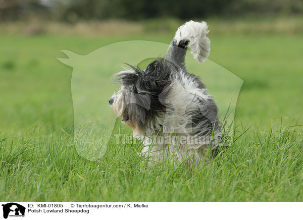 Polish Lowland Sheepdog / KMI-01805
