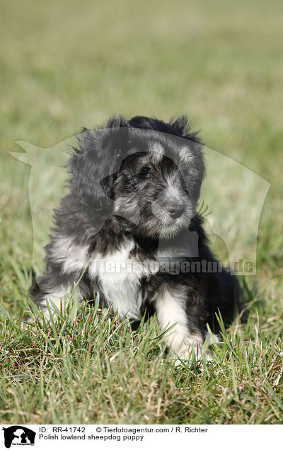 Polish lowland sheepdog puppy / RR-41742
