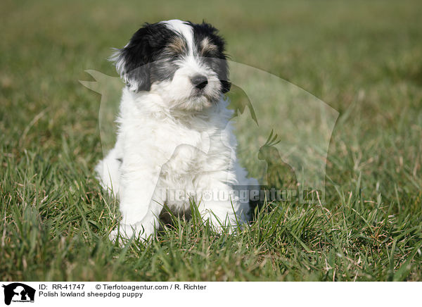 Polish lowland sheepdog puppy / RR-41747