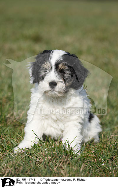 Polish lowland sheepdog puppy / RR-41748