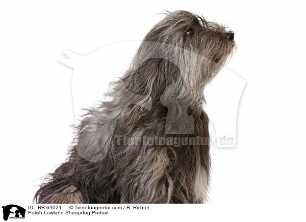 Polnischer Niederungshtehund Portrait / Polish Lowland Sheepdog Portrait / RR-64021