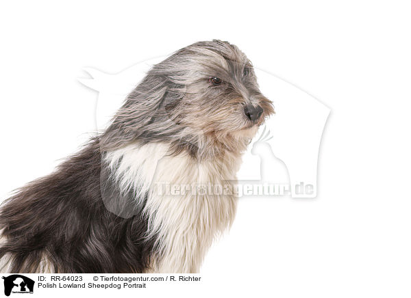 Polnischer Niederungshtehund Portrait / Polish Lowland Sheepdog Portrait / RR-64023