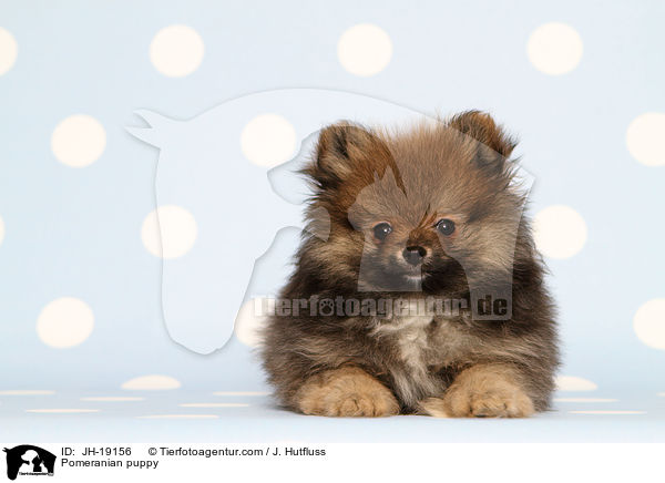 Pomeranian puppy / JH-19156