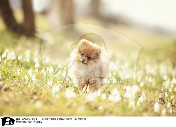 Zwergspitz Welpe / Pomeranian Puppy / JAM-01871