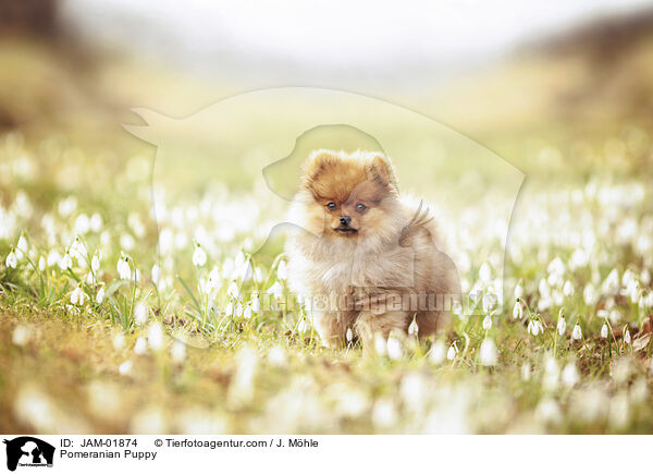 Pomeranian Puppy / JAM-01874